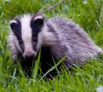 badger